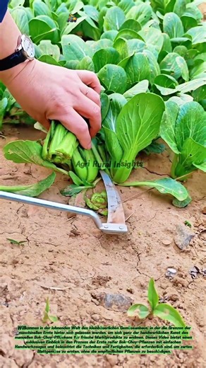 Ernte von frischem Bok Choy: Die traditionelle Kunst des Handpflückens von Blattgemüse