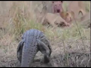 Crocodile VS Lion