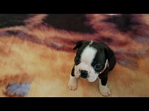 Boston Terrier Puppies 4 Weeks Old Playing 2
