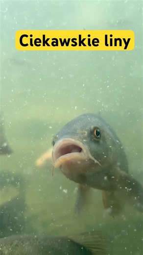 Ciekawskie liny #lin #fishing