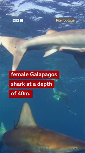 Mauricio Hoyos, a Mexican marine biologist, describes how it feels to survive being bitten by a female Galapagos shark whilst he was 40m underwater. "If this female had wanted to, she could have ended my life instantly, and she didn't." 🎧 Should we really be afraid of sharks? https://bbc.in/3WWCtD2 | BBC World Service