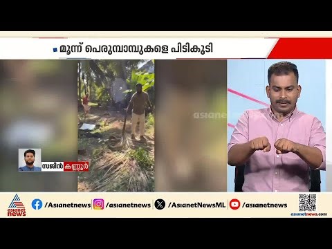 പയ്യന്നൂർ നഗരസഭാ ഓഫീസിന് സമീപത്തുനിന്ന് മൂന്ന് പെരുമ്പാമ്പുകളെ പിടികൂടി | Payyannur | Kannur