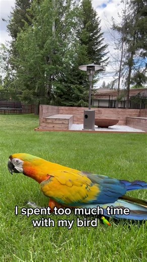 Why Loving My Parrot Is Right for Me