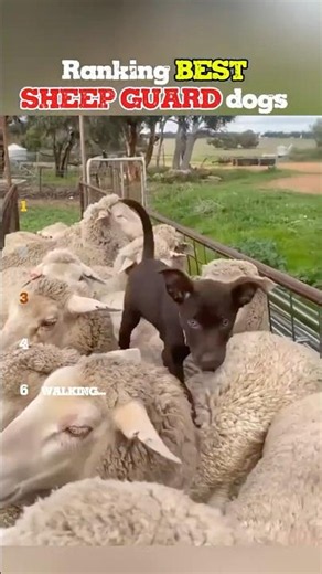 The ULTIMATE sheep guard dog ranking 🐑🏆