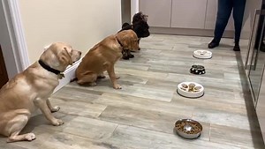 It’s time to show off those skills in our Top Trick category! Has your dog got a ‘pawsome’ party trick? Or maybe they are a dab hand at obedience like our guide dog in training Hope and her pals in the video below? Then what are you waiting for, upload your photo or video to the category to be in with the chance to win some brilliant prizes! It’s super easy to join in all the fun, just donate your chosen amount via the button below this post, click on the category link here: bit.ly/3epnjy7 (if y