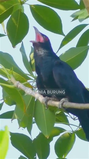“Wild Cuckoo Singing Loud in Nature!” #birds