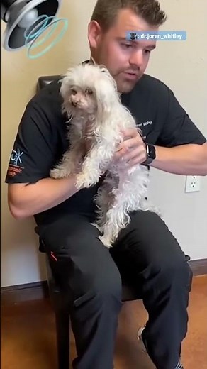 This Guy Is An Animal Chiropractor 😮 | The Dodo