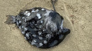 Alien-Like Fish Washes Up On American Coast For The First Time