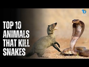 Nature's Showdown: Animals vs. Snakes