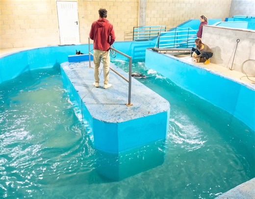 453K views · 5.4K reactions | Our amazing equine athletes getting some low-impact, high-resistance training in the hydrotherapy pool today! This specialized exercise helps improve muscle tone, joint mobility, and recovery — all while keeping them cool and relaxed. ✨ #EquineTherapy #HorseTraining #Hydrotherapy #AnimalCare #PerformanceAndRecovery #fblifestyle | Bridles & Browbands | Facebook