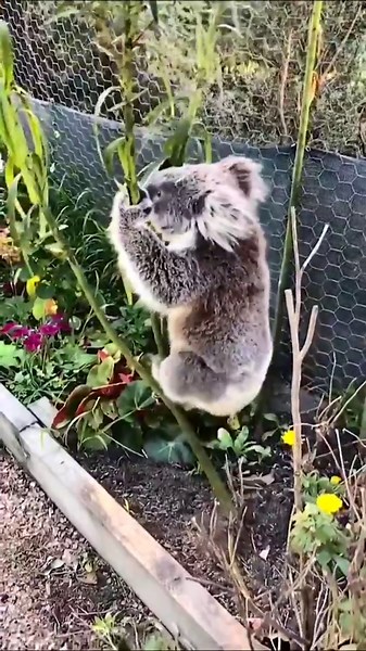 Heartwarming Moment as Koala Falls During Climbing Attempt