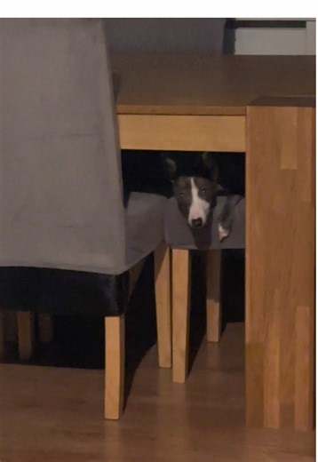 Funny Dog Moments with an Italian Greyhound