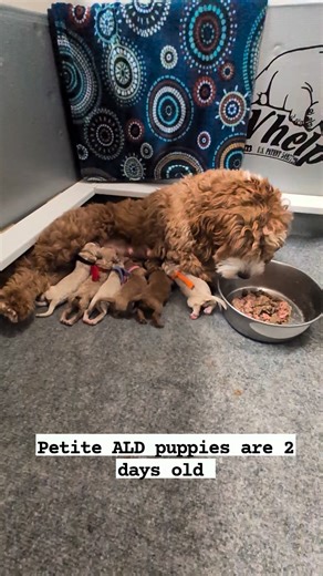 5.2K views · 86 reactions | Mandy and her all girl team of petite ALD puppies on day 2. Lunch is waiting for her to enjoy. #vanislecommunity #VancouverIslandDogs #dogsofbritishcolumbia #AdorableMoments #PuppyJourney #vanisledoodles | Van Isle Doodles | Facebook
