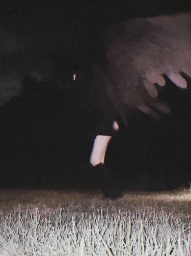 DIY Wings Tutorial: How to Make Wings for Your Costume