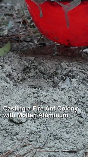 Casting a Fire Ant Colony with Molten Aluminum. Anthill Art Cast #127: 18.7 lb, 20” deep #anthillart #reels #science #nature | Anthill Art