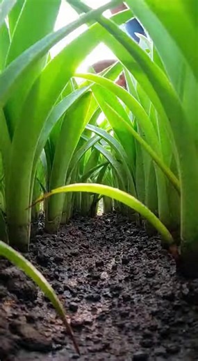 When chaos meets cuteness! 🐸😂 #FrogFall #AnimalAntics #MarmotMadness #DogLife #FunnyMoments | Maisha Davies