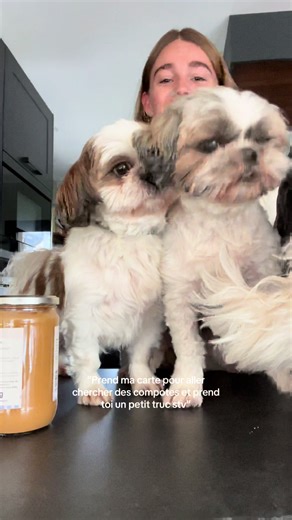 Elles sont pas adorables ? 🥹 #chiens #animaux #shihtzu #compote