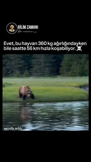 @bilimzamani_ on Instagram: "Boz Ayı (Ursus arctos horribilis), Kuzey Amerika'da yaşayan, genellikle Kuzey Amerika boz ayısı veya sadece boz ayı olarak anılan bir boz ayı popülasyonu veya alt türüdür. İşte onlarla ilgili bazı önemli gerçekler: 🐻 Temel Özellikler Bilimsel Adı: Ursus arctos horribilis Görünüş: Belirgin bir omuz kamburuna (kazma gücü veren bir kas kütlesi) ve kara ayılara kıyasla daha içbükey bir yüz profiline sahiptirler. Kürklerinin ucu genellikle beyaz veya gümüş rengindedir, b