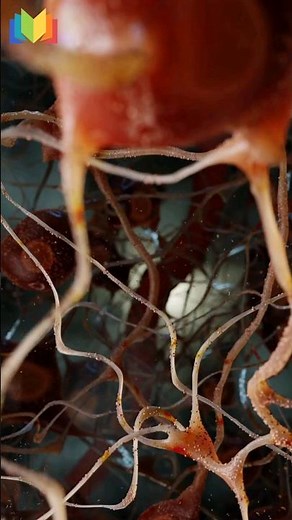 Blood-Brain Barrier (BBB)