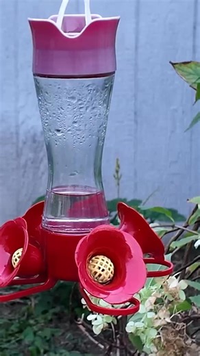 Where do hummingbirds go in winter? Most North American hummingbirds migrate south to Mexico and Central America, traveling up to 2,000 miles. Ruby-throated hummingbirds even fly nonstop across the Gulf of Mexico. Anna’s hummingbirds, found along the Pacific Coast, are the exception and stay year-round in mild climates. Winter migration is fueled by late-blooming flowers and feeders. If you’re in the South or West Coast, keep feeders up—you might host overwintering or migrating hummers! Spotted 