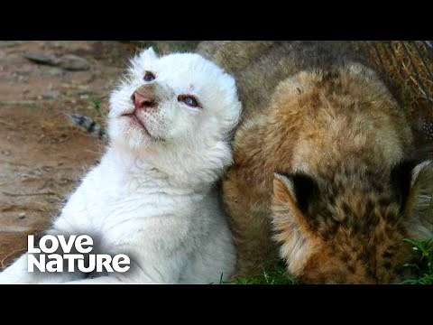 Extremely Rare White Lion Cubs Discover the World Around Them! | Love Nature