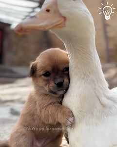 I bet this is the most adorable thing you'll see today😍🐶🦆. | Animals Studio