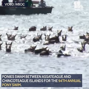 The saltwater cowboys ride again! Ponies swam between Assateague and Chincoteague islands for the 94th annual Pony Swim. https://on.wbaltv.com/2yaKM2M | WBAL-TV 11 Baltimore