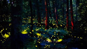 What’s so special about the synchronous fireflies in the Smokies? | Know Your Knox