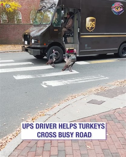 53K views · 265 reactions | I love it how they actually listened when he said “Let’s go, let’s go, let’s go”  | Now I've Seen Everything | Facebook