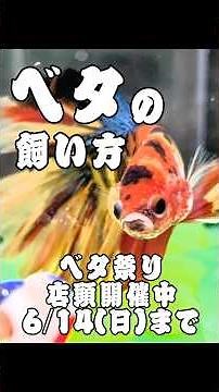 How to keep betta fish | Aquarium tropical fish
