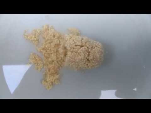 How to make millet pack bait carp fishing recipe