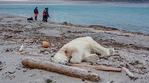 Polar bear shot dead after injuring cruise line worker