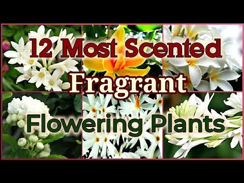 Top 12 Most Scented / Fragrant Flowering plants on Earth
