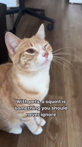 Cece | The Rescue Cat | Influencer | Cece woke up with a squinty eye this Monday, so I decided to take her to the vet immediately for a quick check. I thought it would be... | Instagram