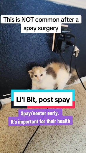 Li'l Bit's Post-Spay Anxiety: Ensuring a Safe Recovery for Your Kitten