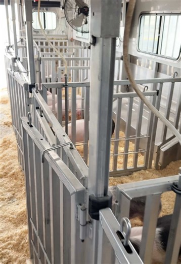 Catalyst Pig Sale: Showpigs in Utah