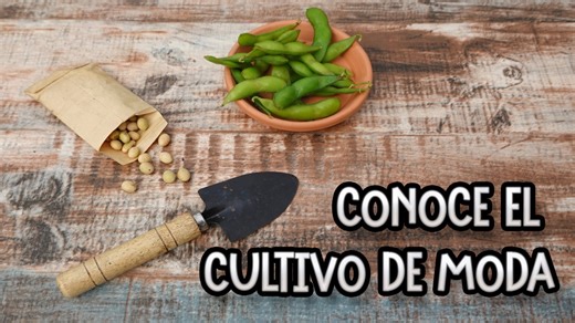 2.9K views · 83 reactions | Conoce como plantar y sembrar el cultivo de moda, el edamame no es mas que una soja cosechada antes de madurar por completo. en este video te enseñamos como sembrar o como plantar el edamame, con los cuidados básicos para un buen desarrollo. Puede que te interese mi libro : https://amzn.to/3S4BBHX | La Huertina De Toni | Facebook