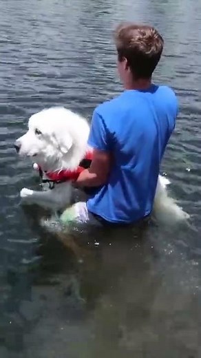 Teaching our dog to swim