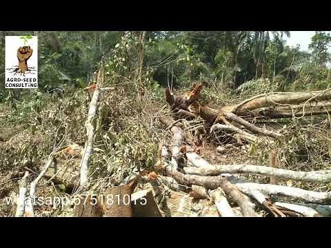 6 étapes indispensables pour réussir dans l'agrobusiness en Afrique