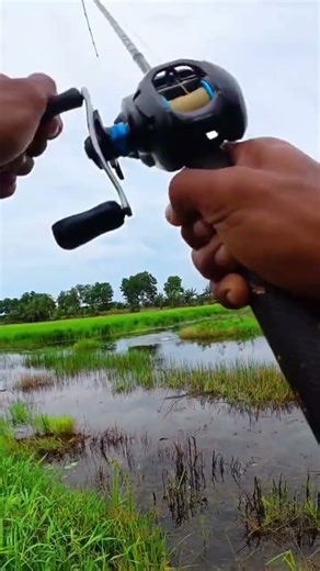 mancing gabus ganas #gabusbabon #fishing #castinggabusbesar #gabussuper #angler