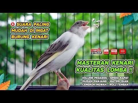 Pancingan Suara Kenari Gacor‼️ Ampuh untuk Masteran Kenari Muda dan Terapi Kenari Macet Bunyi 576