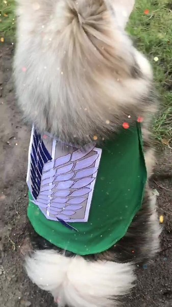 Made an AOT cloak for my dog’ #attackontitan #aot #anime #weeb #weebtiktok #levi #eren #cosplay #aotcosplay #dog #fyp #weebfyp #diy #wip #manga #dogs