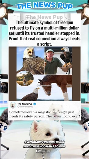 Why This Bald Eagle Refused To Fly Today 🦅 #celebritynews #story #news