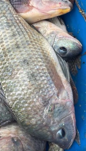 Esto es clave para tu cultivo de tilapias #acuicultura #shortvideo