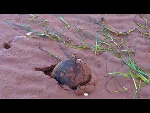 Clam digging | How to dig clams on the beach