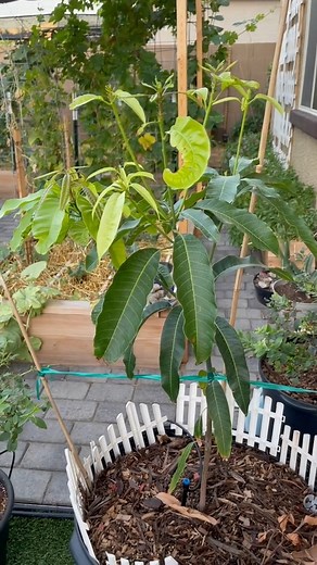 Potted Fruit Punch Mango Tree Update 8/29 vs 10/5 #gardeningtiktok #gardentok #mangotree #mango #fru | Plant Girl | Facebook
