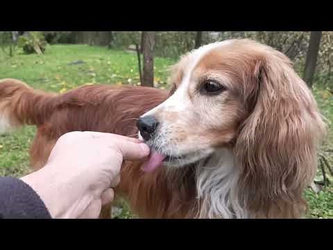 I Demand Nuts — No Is Not an Option! 🐾😂