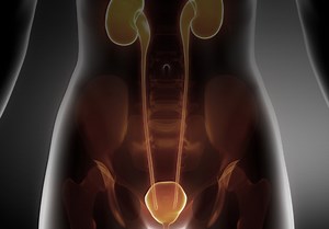 Everything Below the Belt: The Women's Health Foundation's Pelvic Health Mission