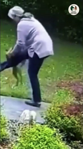 These Animal Attacks Show Extreme Aggression || #animalaggression #wildattack #angryanimals