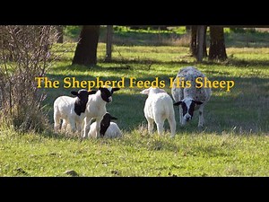 The Shepherd Feeds His Sheep